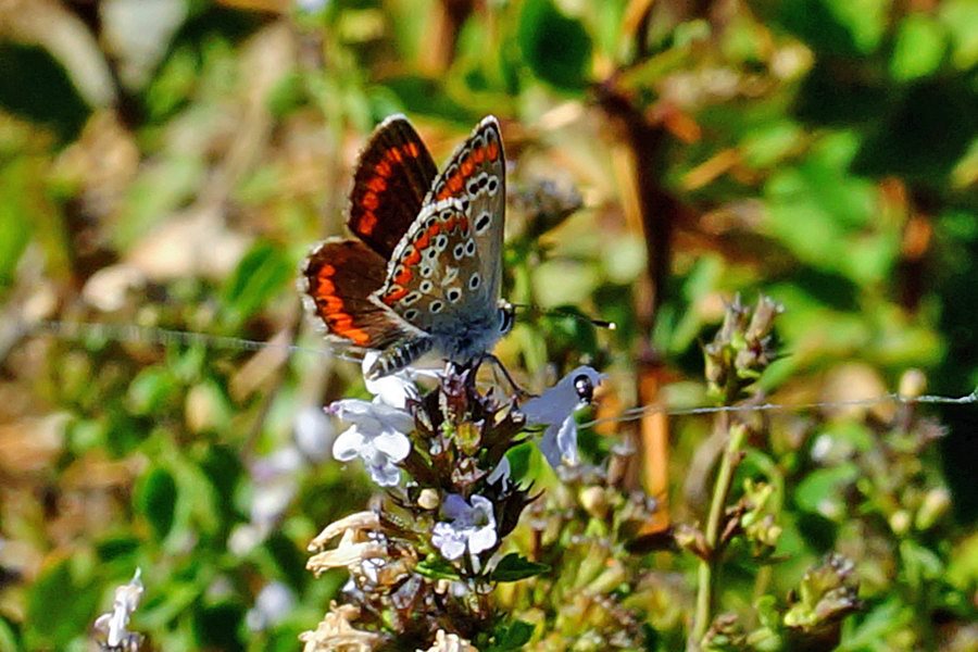 Farfalla da identificare:  Aricia cramera (Lycaenidae)